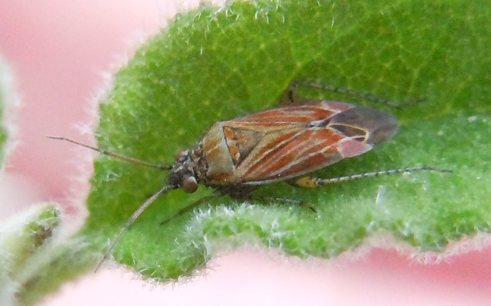 Miridae: Pachyxyphus lineellus